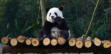 panda panda